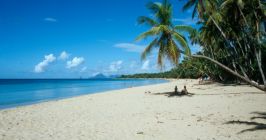 Martinique, Karibische Insel, Karibik, Strand, Eiland, Tropisch, Baum, Kokosnuß, Palme