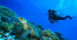 Ägypten, Tauchen, Tauchrevier, Wasserschildkröte, Riff