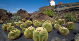 Lanzarote Spanien Kanaren Kanarische Inseln Kaktus Garten Feld Windmühle