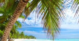 Karibik Dominikanische Republik Punta Cana Strand Natur Urlaub Kokospalme Meer