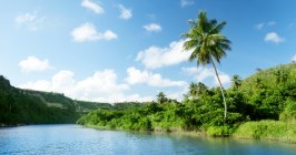 Karibik Dominikanische Republik Tropisch Fluss Regenwald Wandern Berg Wald