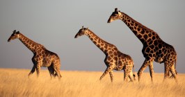 Afrika, Namibia, Safari