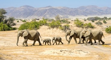 Afrika, Namibia, Elefanten, Safari