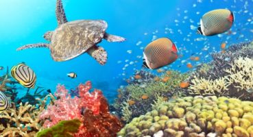 Malediven, Indischer Ozean, Asien, Tauchen, Riff, Fische, Schildkröten