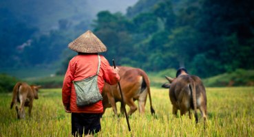 Asien Vietnam Reisfeld Wasserbüffel Urlaub Reise