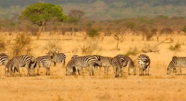 Afrika, Kenia, Safari